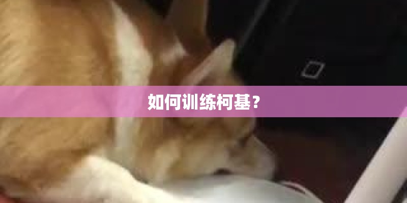 如何训练柯基? 如何训练柯基?