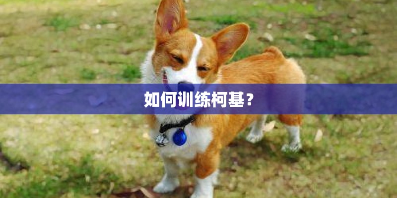 如何训练柯基? 如何训练柯基?