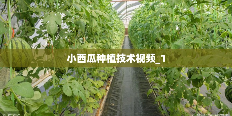 小西瓜种植技术视频_1 小西瓜种植技术视频_1