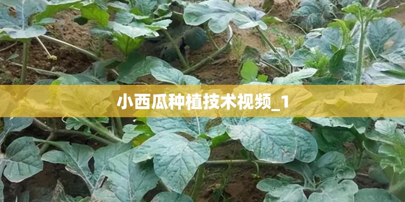 小西瓜种植技术视频_1 小西瓜种植技术视频_1