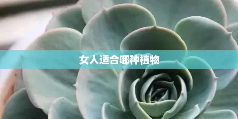 女人适合哪种植物 女人适合哪种植物