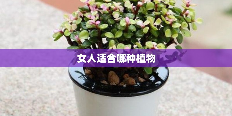 女人适合哪种植物 女人适合哪种植物