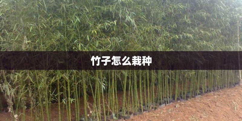 竹子怎么栽种