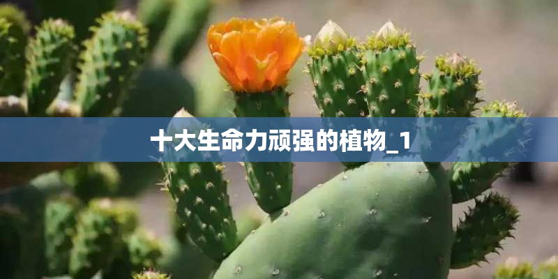 十大生命力顽强的植物_1