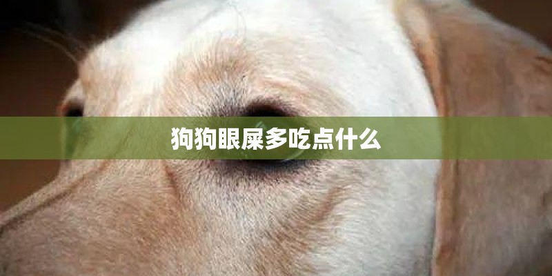 狗狗眼屎多吃点什么
