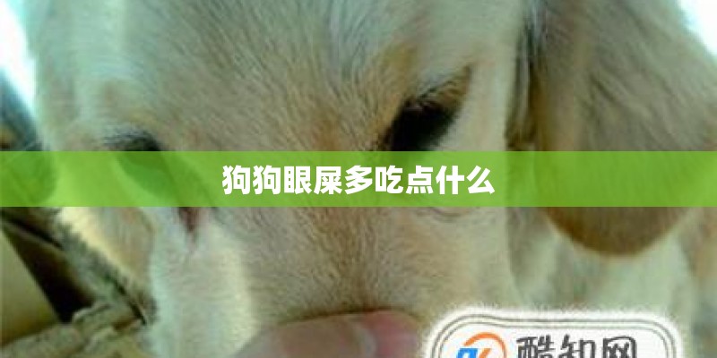 狗狗眼屎多吃点什么 狗狗眼屎多吃点什么