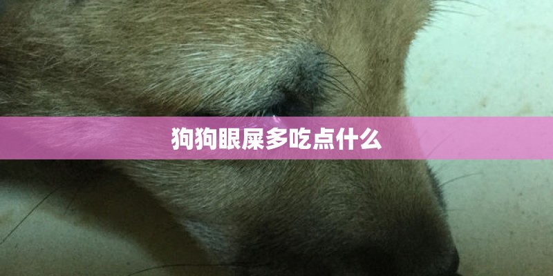 狗狗眼屎多吃点什么 狗狗眼屎多吃点什么