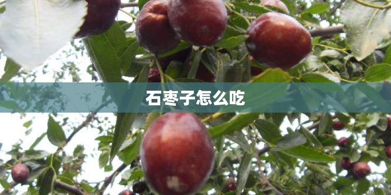 石枣子怎么吃