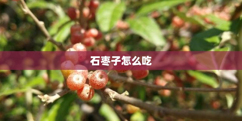 石枣子怎么吃 石枣子怎么吃