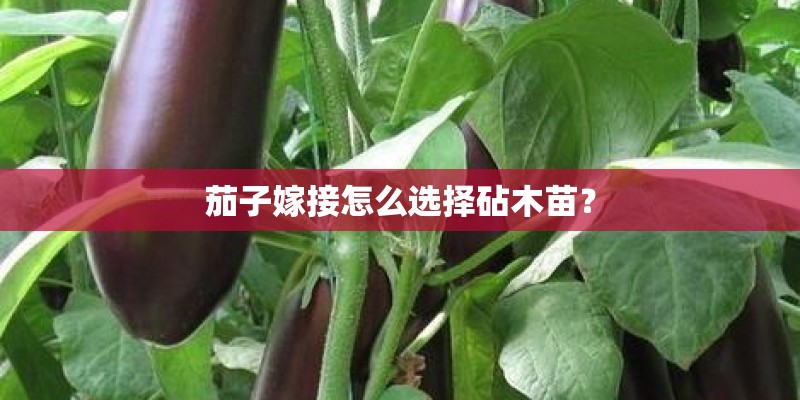茄子嫁接怎么选择砧木苗? 茄子嫁接怎么选择砧木苗?