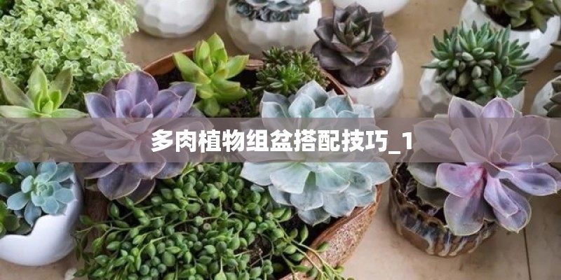 多肉植物组盆搭配技巧_1