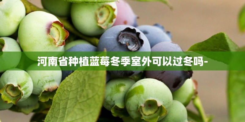 河南省种植蓝莓冬季室外可以过冬吗- 河南省种植蓝莓冬季室外可以过冬吗-