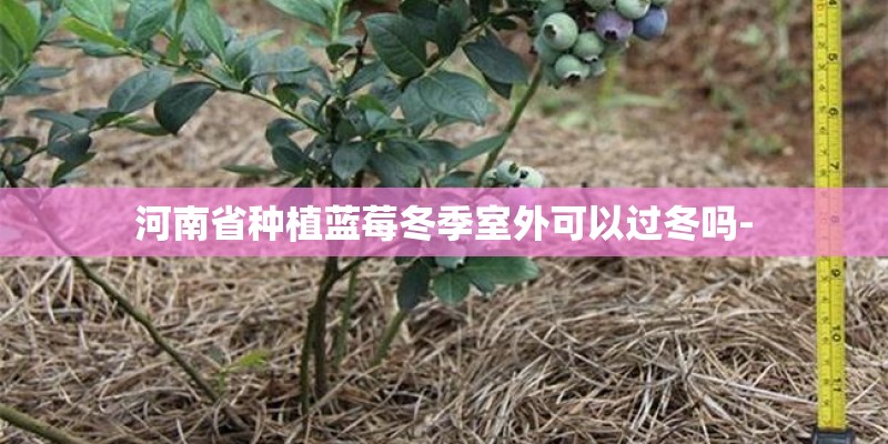 河南省种植蓝莓冬季室外可以过冬吗-