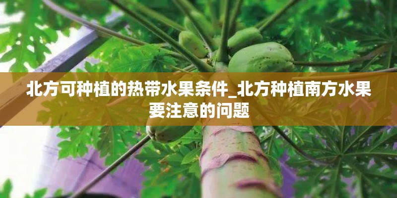 北方可种植的热带水果条件_北方种植南方水果要注意的问题 北方可种植的热带水果条件_北方种植南方水果要注意的问题