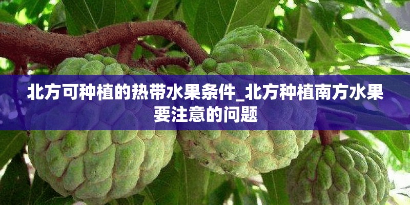 北方可种植的热带水果条件_北方种植南方水果要注意的问题 北方可种植的热带水果条件_北方种植南方水果要注意的问题