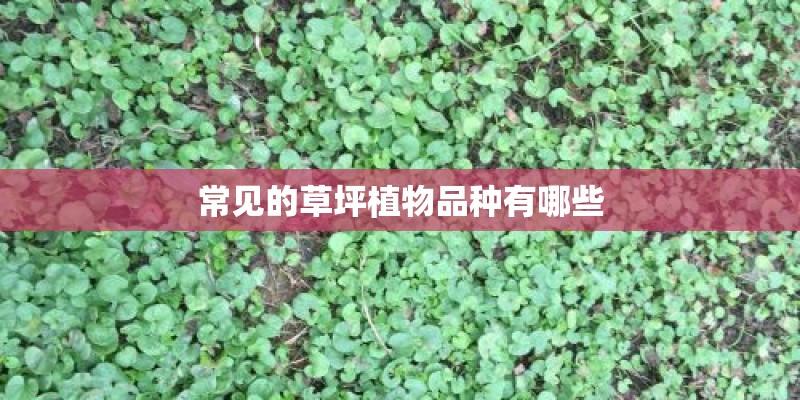 常见的草坪植物品种有哪些