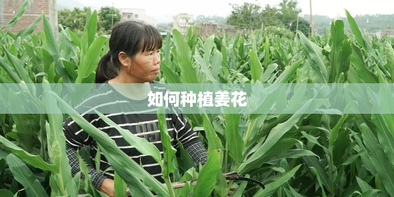 如何种植姜花 如何种植姜花