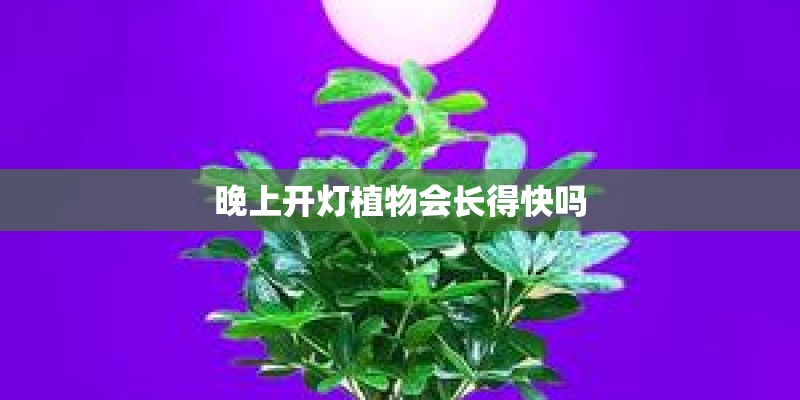 晚上开灯植物会长得快吗