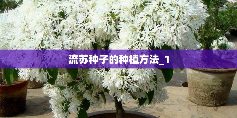 流苏种子的种植方法_1 流苏种子的种植方法_1