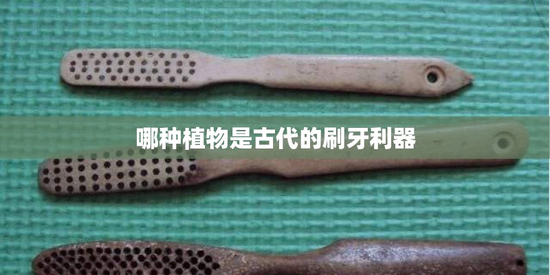 哪种植物是古代的刷牙利器 哪种植物是古代的刷牙利器