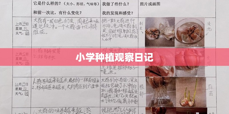 小学种植观察日记 小学种植观察日记