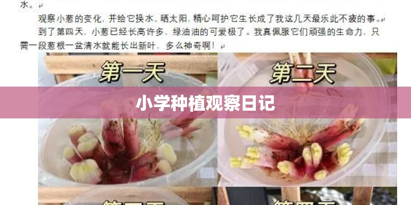 小学种植观察日记 小学种植观察日记