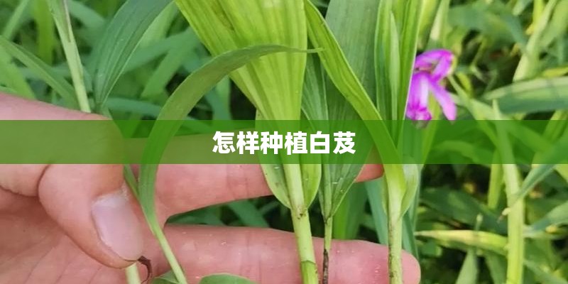 怎样种植白芨 怎样种植白芨