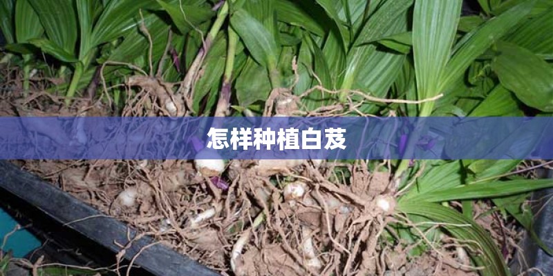 怎样种植白芨 怎样种植白芨