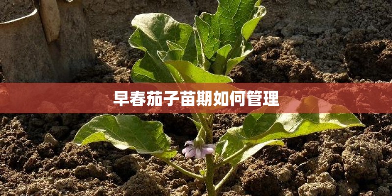 早春茄子苗期如何管理 早春茄子苗期如何管理