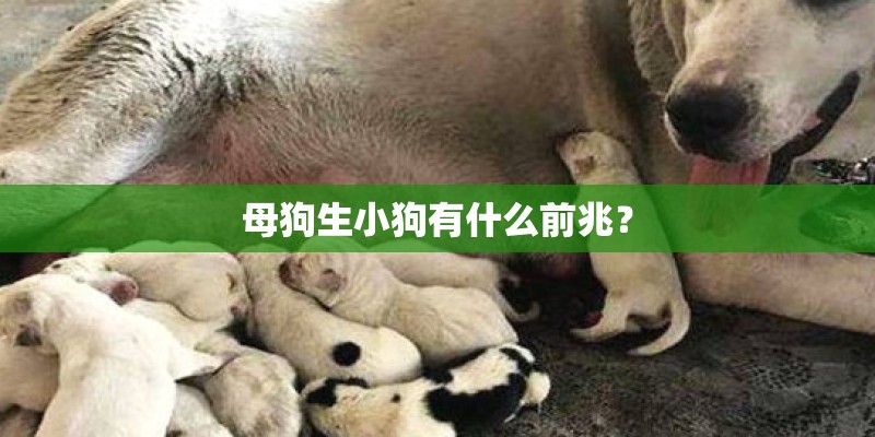 母狗生小狗有什么前兆？
