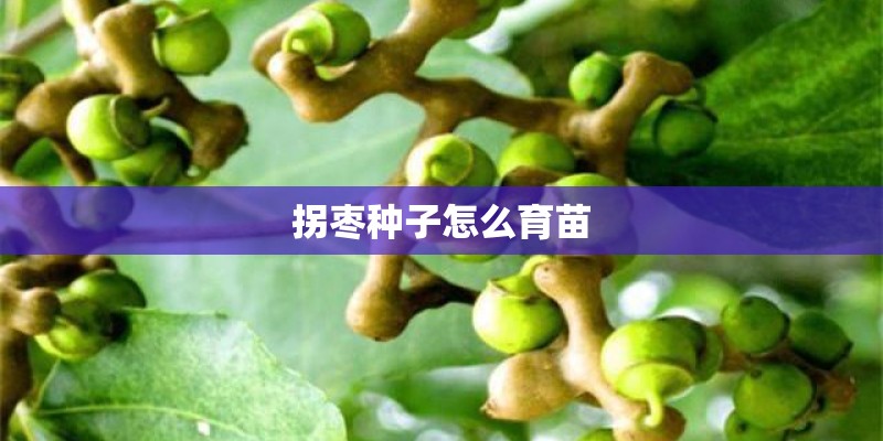 拐枣种子怎么育苗 拐枣种子怎么育苗