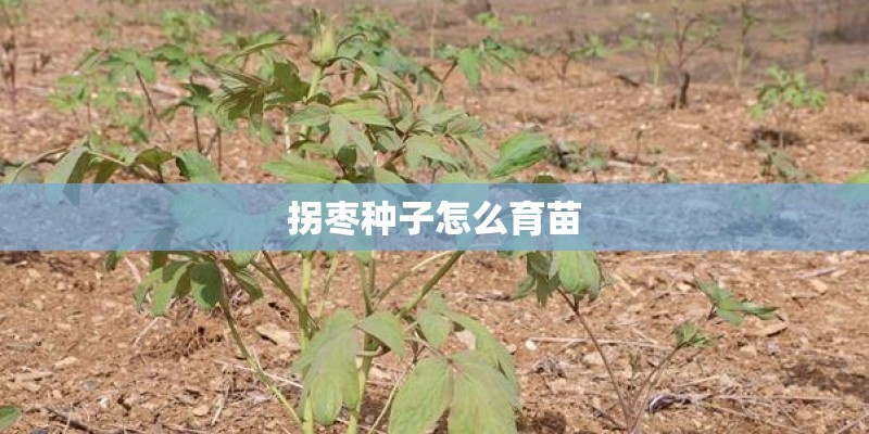 拐枣种子怎么育苗 拐枣种子怎么育苗