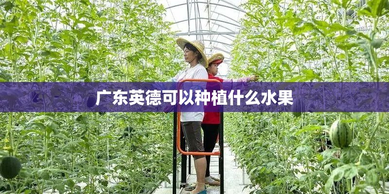 广东英德可以种植什么水果