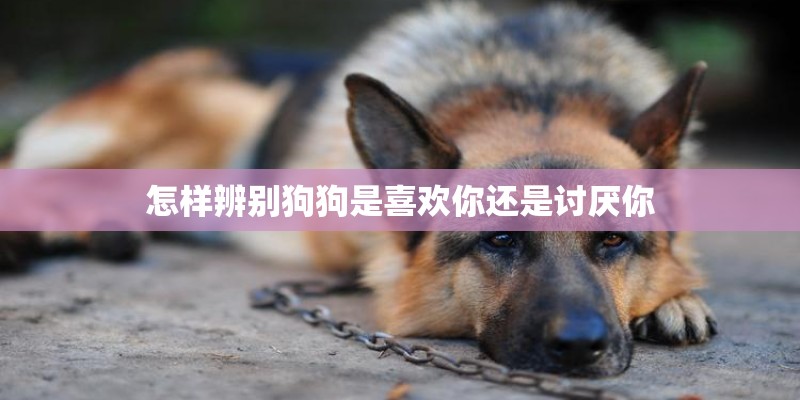 怎样辨别狗狗是喜欢你还是讨厌你 怎样辨别狗狗是喜欢你还是讨厌你