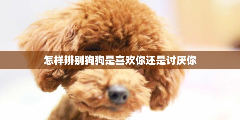 怎样辨别狗狗是喜欢你还是讨厌你 怎样辨别狗狗是喜欢你还是讨厌你