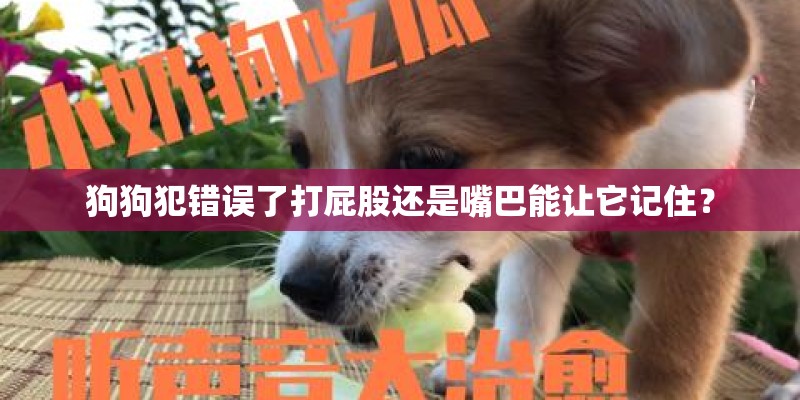 狗狗犯错误了打屁股还是嘴巴能让它记住? 狗狗犯错误了打屁股还是嘴巴能让它记住?