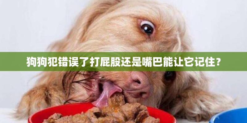 狗狗犯错误了打屁股还是嘴巴能让它记住? 狗狗犯错误了打屁股还是嘴巴能让它记住?