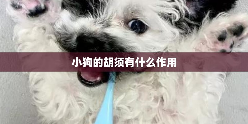 小狗的胡须有什么作用 小狗的胡须有什么作用