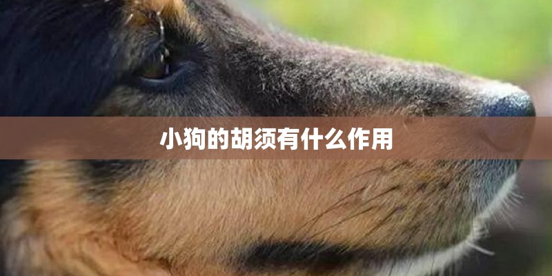小狗的胡须有什么作用 小狗的胡须有什么作用