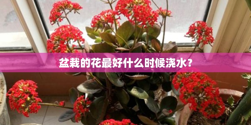 盆栽的花最好什么时候浇水? 盆栽的花最好什么时候浇水?