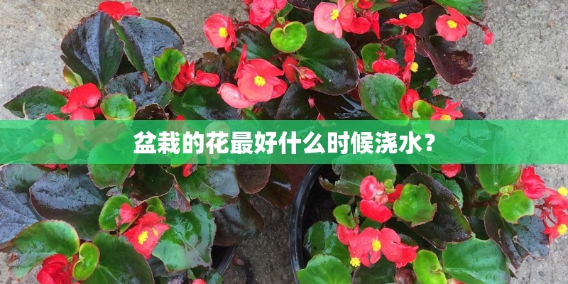 盆栽的花最好什么时候浇水? 盆栽的花最好什么时候浇水?