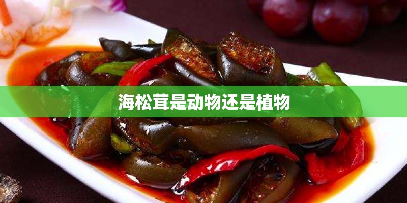 海松茸是动物还是植物 海松茸是动物还是植物