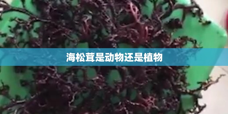 海松茸是动物还是植物 海松茸是动物还是植物