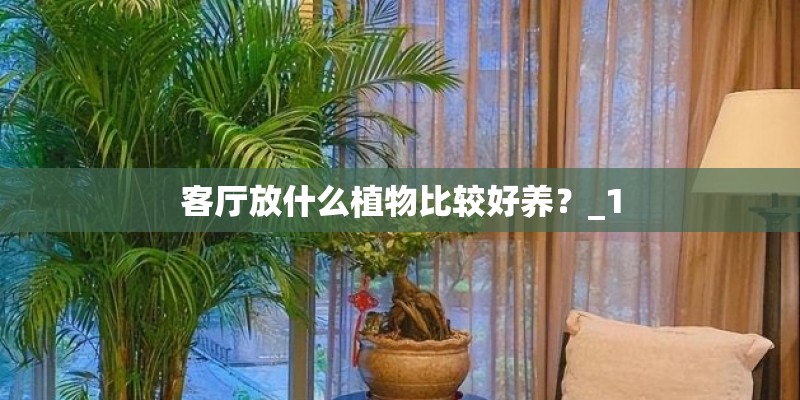 客厅放什么植物比较好养?_1 客厅放什么植物比较好养?_1