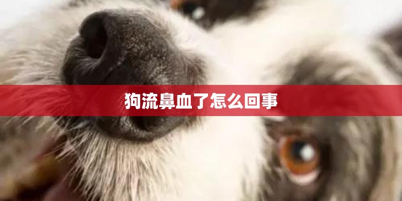 狗流鼻血了怎么回事