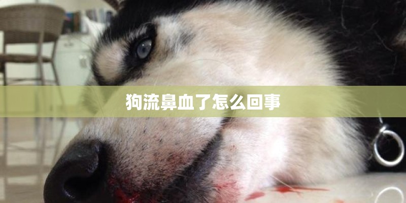 绕线式电机的特点用途