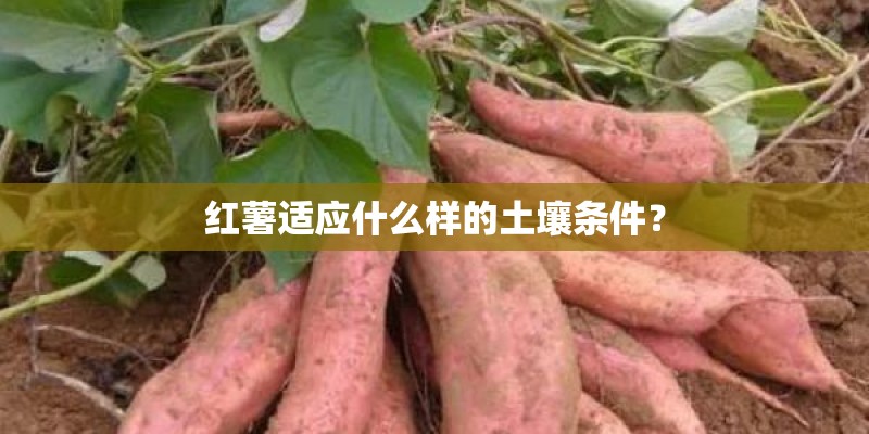 红薯适应什么样的土壤条件？