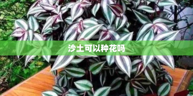 沙土可以种花吗