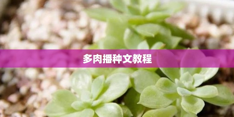 多肉播种文教程 多肉播种文教程