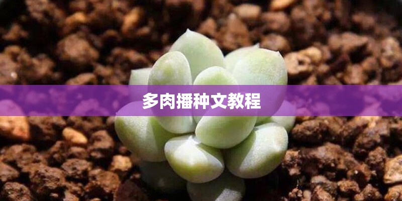 多肉播种文教程 多肉播种文教程